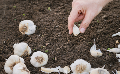 Oktober in de moestuin