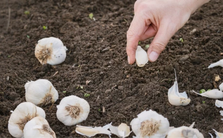 Oktober in de moestuin