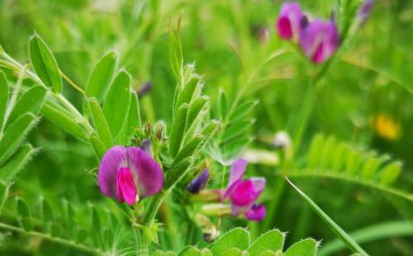 Les engrais verts : des alliés incontournables pour votre potager