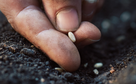 Le secret des semences locales