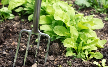 Préparer son potager pour l'hiver