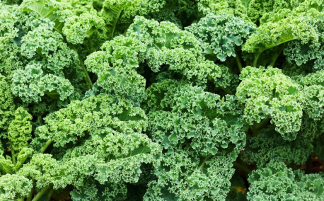 November in the vegetable garden