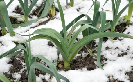 Décembre au potager