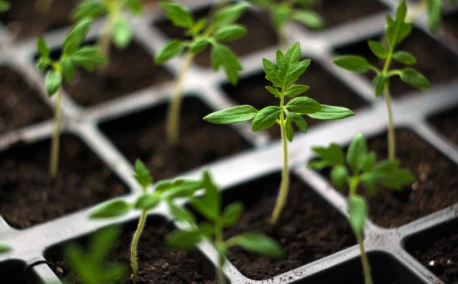 Februari in de moestuin