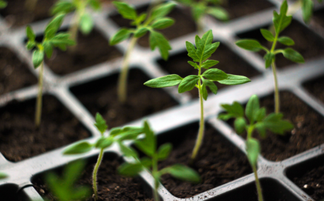 February in the vegetable garden