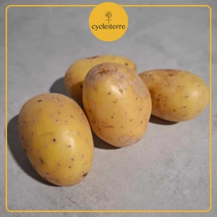Pomme de Terre Bernadette - Plant