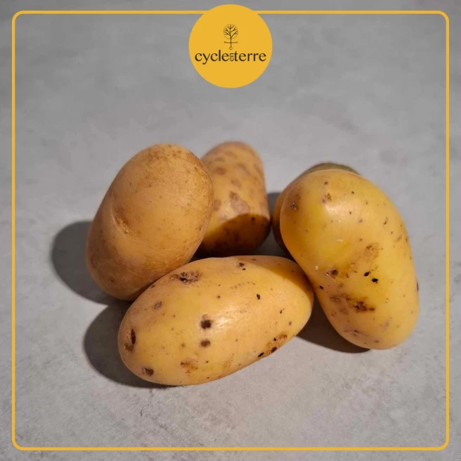 Pomme de Terre Allians - Plant