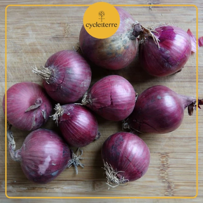 Ajuin rood Red Baron - Bollen