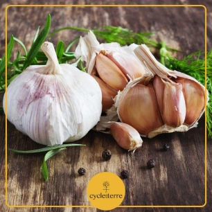 Knoflook roos lente Clédor - Plant