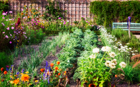 Les associations de fleurs et légumes au potager : belles, utiles… et souvent très efficaces