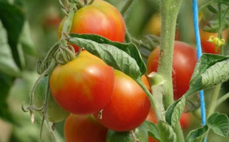 Les erreurs fréquentes avec les tomates : ce qui complique souvent la saison au potager