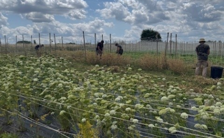 Juillet au Potager