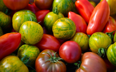 How to grow tomatoes from seed to harvest