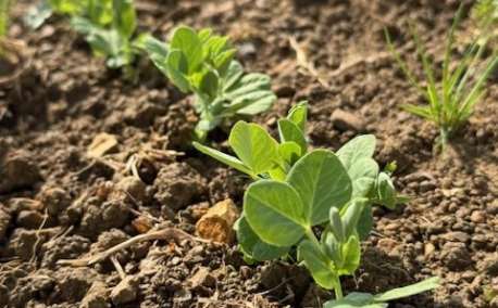 Why are my seeds not germinating? 10 common causes